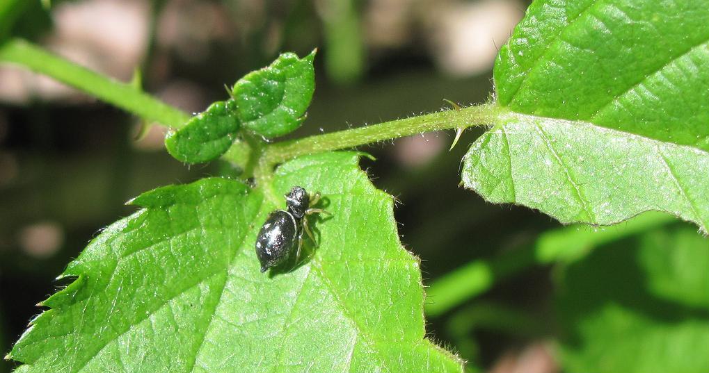 Heliophanus sp. - Sostegno (BI)